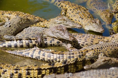 australian crocodile farm